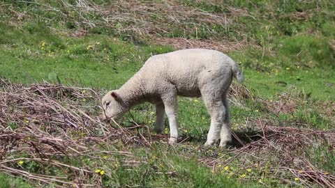 Lamb Sheep Ewe Cute Eating Spring Livestock