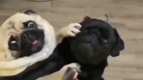 Funny Cute Pug Dogs Videos