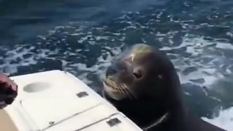 Sea lion patiently waits for her snack #shorts