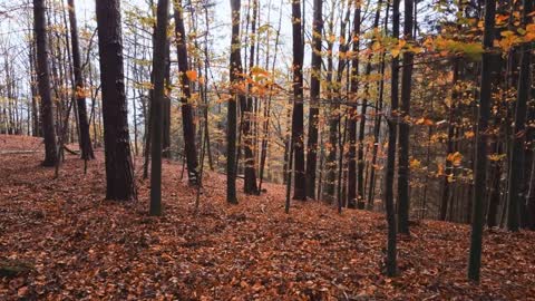 Enchanting Autumn Forests with Beautiful Piano Music