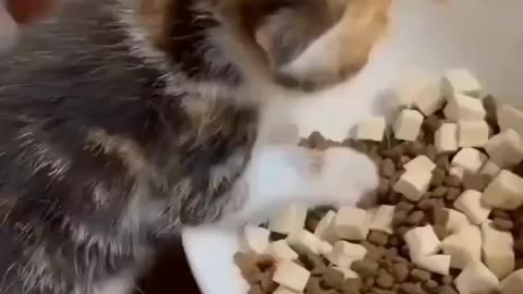 The cat does not give food to others