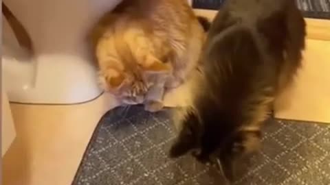 Funny cat and dog