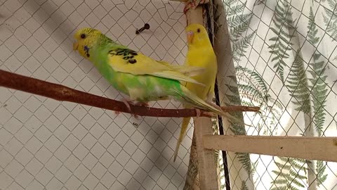 Lovely budgies birds