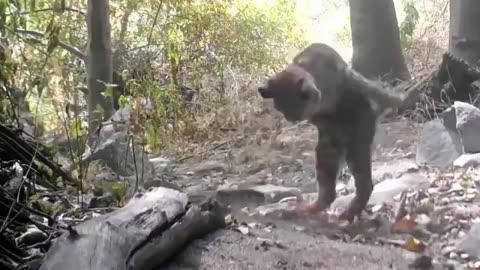 A very climactic showdown between a bobcat and a rattlesnake.