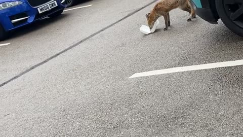 Hungry Fox Fails to Secure Dinner