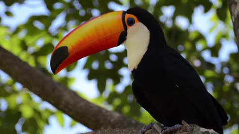 Exotic Birds - Toco Toucan | Free Stock Footage | No Copyright Video | Romance Post BD