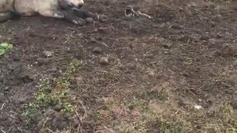 Timber Wolf released NW Minnesota