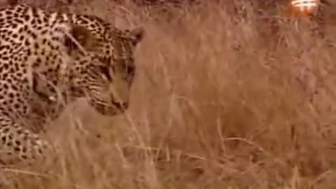 Lion and Leopard unusual friendship - animal in the park