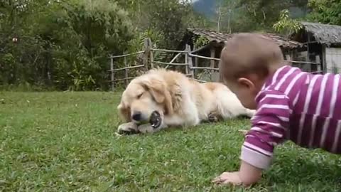 A Golden Retriever, a Baby and a Tennis Ball