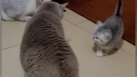 Cat is Funny video