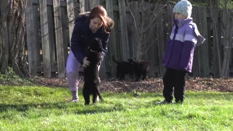 8 week old opera singing Shepherd puppies