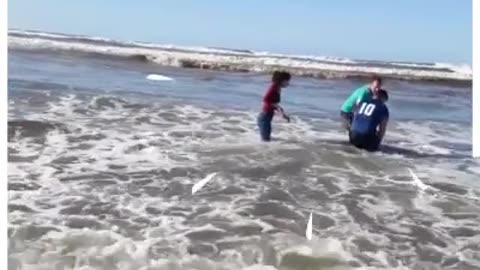 Beached Whale Rescued