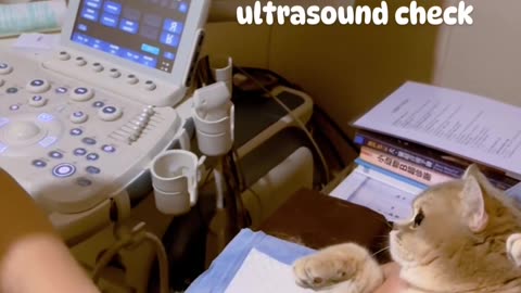 Funny radiology of a cute pregnant cat