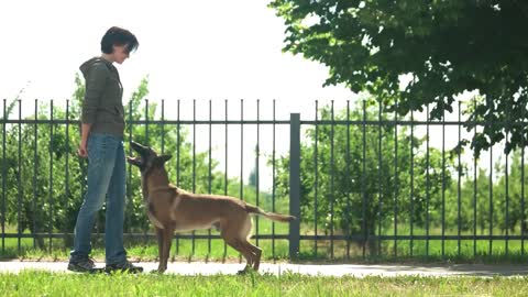 🐕 Basic Dog Training – TOP 10 Essential Commands Every Dog Should Know!