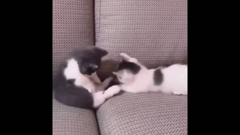 Cute Kittens Doing Funny Things