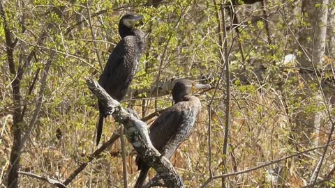 Cormorant Bird Tree Animal World Branch