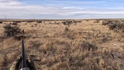 Rabbit hunting without a dog in idaho