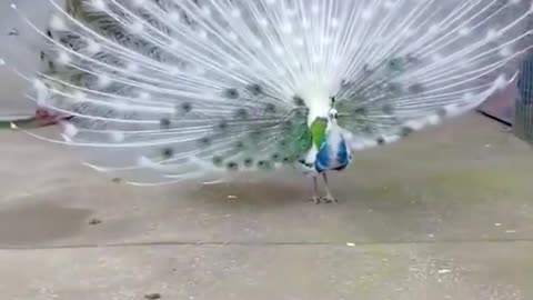 White Peacock.