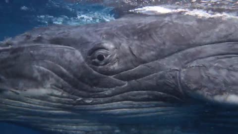 Swimming with a Curious Humpback Whale Calf - Tonga