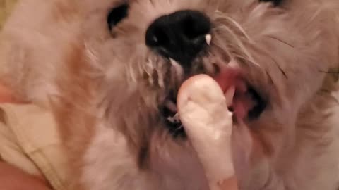 Dog and Cat Share An Ice Cream