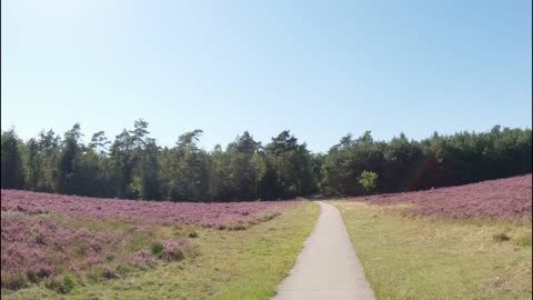 Bicycle ride in the heather