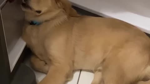 Falling Asleep In The Fridge