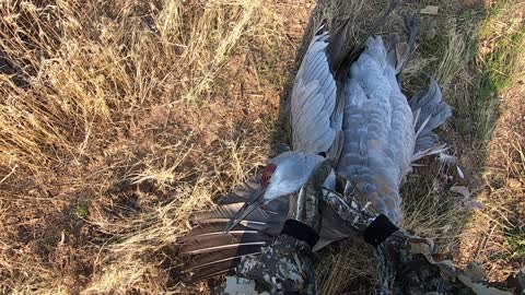 Sandhill Crane almost lands in my lap