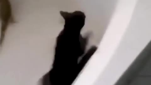 Funny cat video