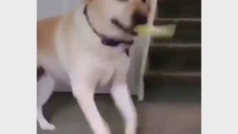 funny dog happy dancing