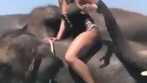 elephants slapping that ass