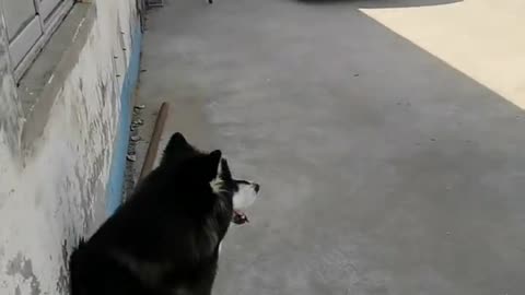 Smart dog Husky