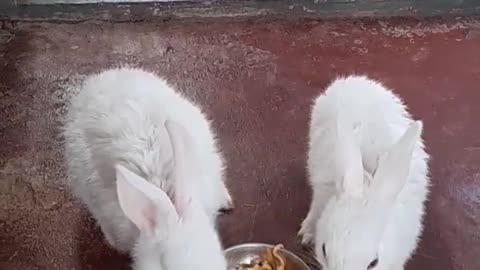 Noodle Nibblers: Cute Baby Rabbits Enjoying a Noodle Feast! 🐇🍜