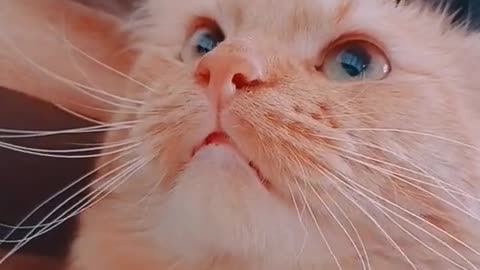 The Internet's Funniest Cat Video is Here