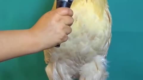 Cock as singer