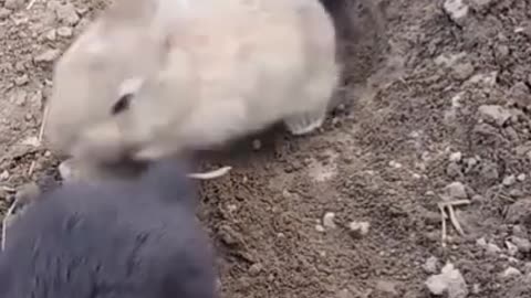 Cute Baby Rabbits so adorable