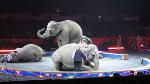 Very rare footage of elephant circus