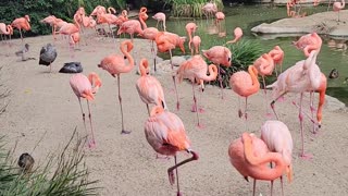 Flamingos San Diego Zoo