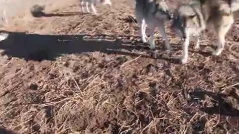 Wolfdog,Dog,wolf Dog ,funny moment