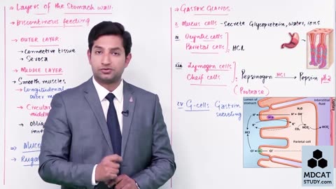 LEC#11 DIGESTION IN STOMACH