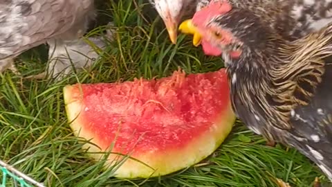 Chickens love watermelons