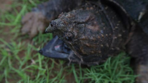 Alligator Snapping Turtle up close