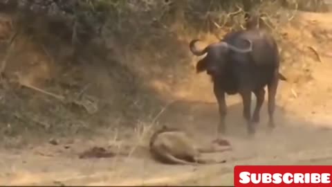 Wild Animals fought Seriously fight🤯🤯🤯🤯😱😱😱😱