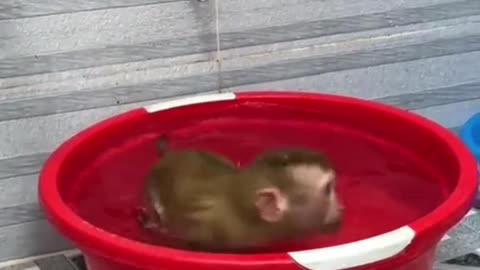 Funny monkey swimming time