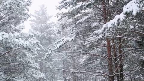 Winter Storm - Strong Wind and Snow Ambience for Sleep