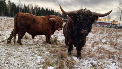 Scottish Highland Cattle In Finland Bull with big horns is not very thirsty