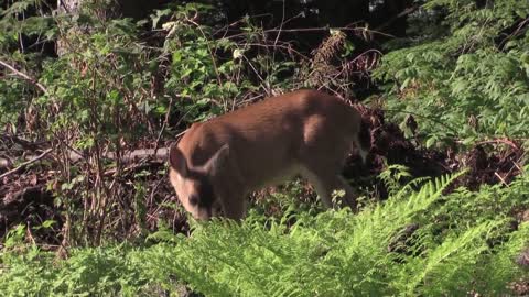 sitka_black_tailed_deer_deer_wildlife