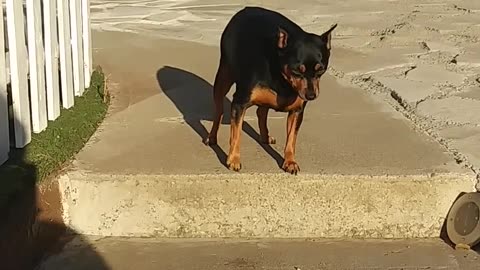 A Man Encouraging His Pet Dog To Go Down The Stair Steps ||❤Animals Lover❤||