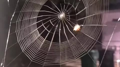 Satisfying Spiderweb Making