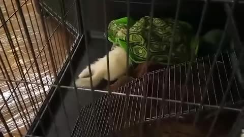 White ferret in the pet store