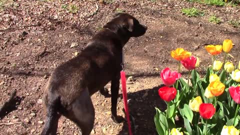 Giant SARCOMA surgically removed Cane Corso Pitbull Mix